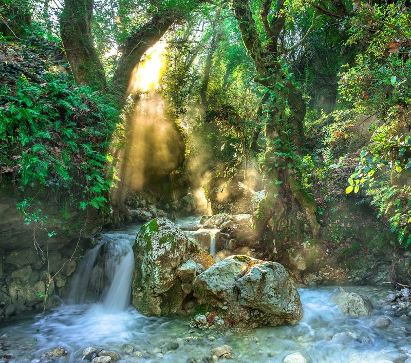 Rainforest Adventures