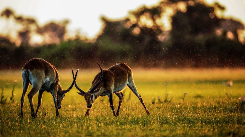 Wildlife Safaris